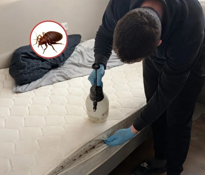 Technicien traitant un matelas contre les punaises de lit à Limay
